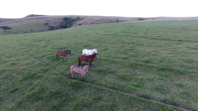 Cavalos na paisagem