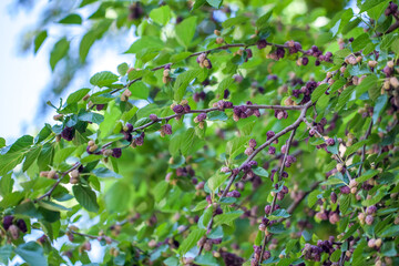 Fresh mulberry berries on tree, mulberry tree