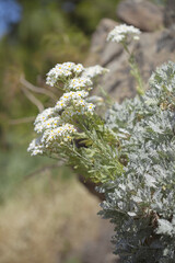 flora of Gran Canaria -  Tanacetum ptarmiciflorum