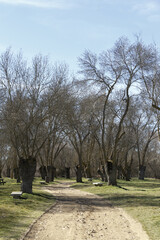 Dirt road through a forest with leafless trees in winter
