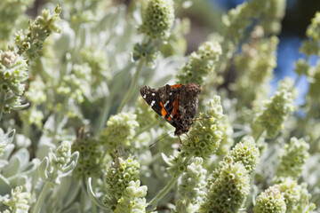 flora of Gran Canaria - Sideritis dasygnaphala