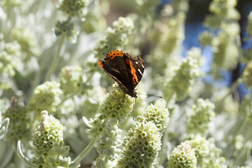 flora of Gran Canaria - Sideritis dasygnaphala