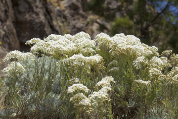 flora of Gran Canaria -  Tanacetum ptarmiciflorum