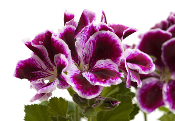 Naklejka premium striking dark magenta and white Pelargonium