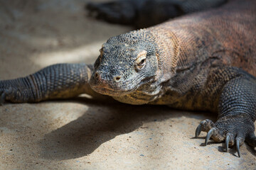 The Komodo dragon Varanus komodoensis. Species of lizard found in the Indonesian islands