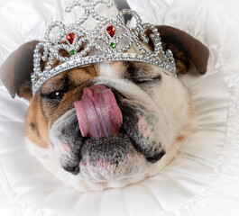 spoiled female dog