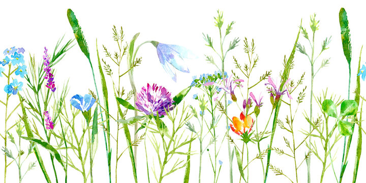 Floral seamless border of a wild flowers and herbs on a white background.Buttercup, clover,bluebell,vetch,timothy grass,lobelia,spike. Watercolor hand drawn illustration.