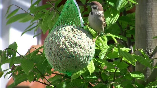 Ein Spatz (Sperling) frisst am gro&szlig;en Meisenkn&ouml;del und wird von Artgenossen vertrieben