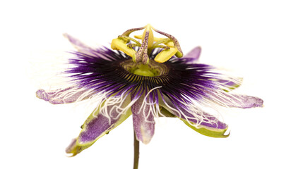 purple and white passionflower isolated