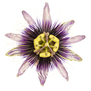 purple and white passionflower isolated