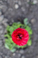 Red buttercup closeup or Ranunculus flower