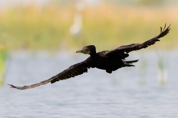 Cormorant Bird 