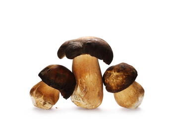 Boletus mushroom (Boletus edulis), isolated on white background