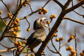 Beautiful Bird 