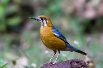 Beautiful Bird 