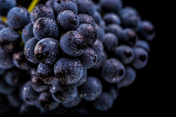 grape vines isolated , water drops ,macro shot , black background , ideal grapes bunch , closeup - obrazy, fototapety, plakaty