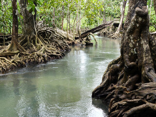 The river in the mangrove forest