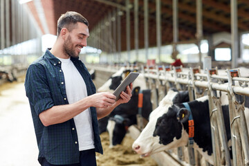 young man with tablet pc and cows on dairy farm - obrazy, fototapety, plakaty