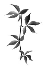 Black and white branch of grapes leaves