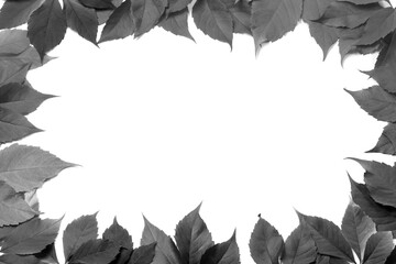 Fototapeta premium Black and white leaves frame isolated on white background