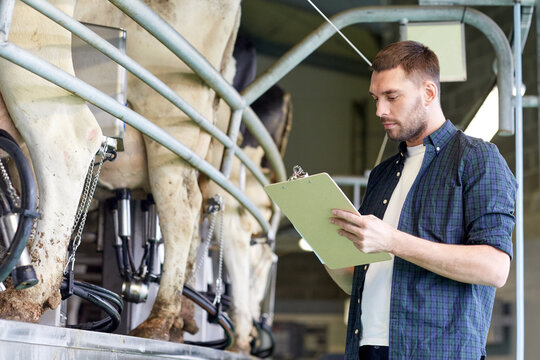 man with clipboard and milking cows on dairy farm
