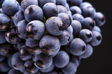 grape vines isolated , water drops ,macro shot , black background , ideal grapes bunch , closeup