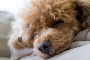 close up puddle puppy fell asleep