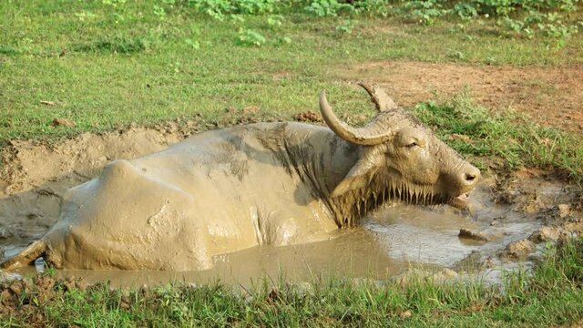 Wild Asian Water Buffalow Wallowing in the Mud in Sri Lanka