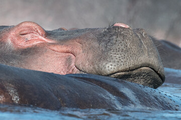 Happy HIppo