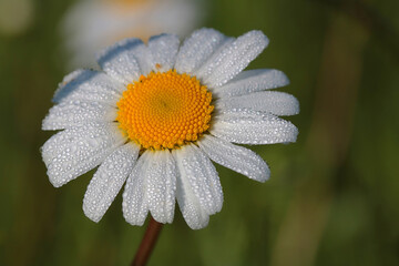Gemeine Margerite