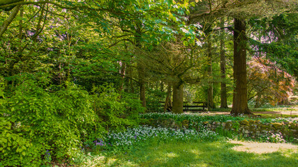 Wooded area within a country park with flowers in the shade of large trees.