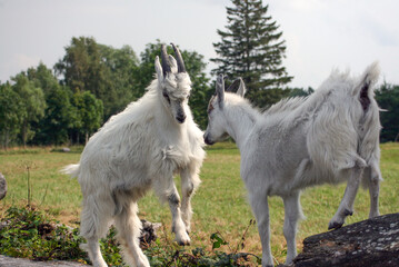 Obraz na płótnie Canvas Two Young Goats