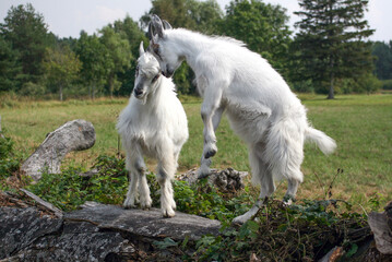 Fototapeta na wymiar Two Young Goats
