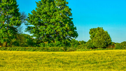 Field of buttercups with green trees and blue sky.
