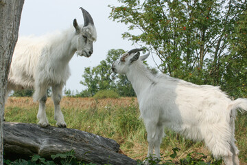 Obraz premium Two Young Goats