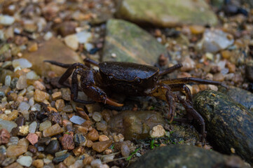 kind of crab black sweet water