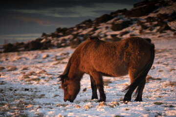 Horse in Iceland