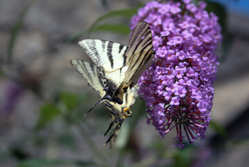butterfly on lilac