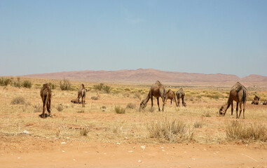 Fototapeta na wymiar Travel with camel tunisia
