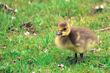 Gosling smiles for camera