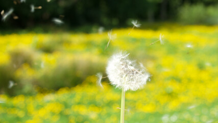 Blurry close-up background of dandelion head and seeds