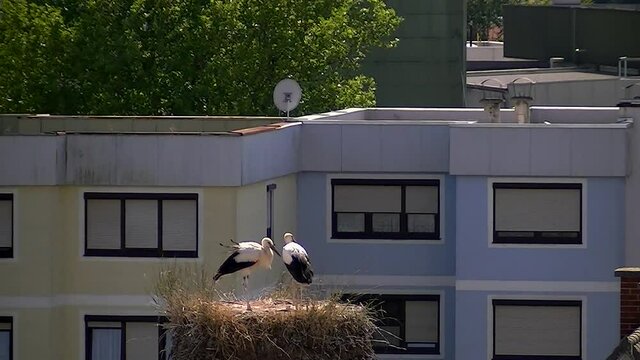 Zwei Jungst&ouml;rche im Nest machen Platz f&uuml;r die Landung eines dritten Jungstorches