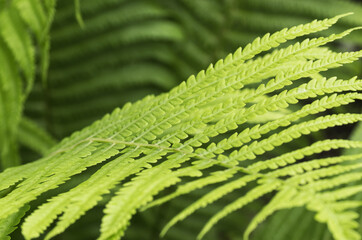 Patterned fern leaves, background