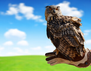  Eagle owl ( Bubo Bubo ) on a hand of a falconer.