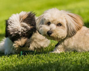 Older Coton de Tulear dog and puppy playing and lying together in the grass