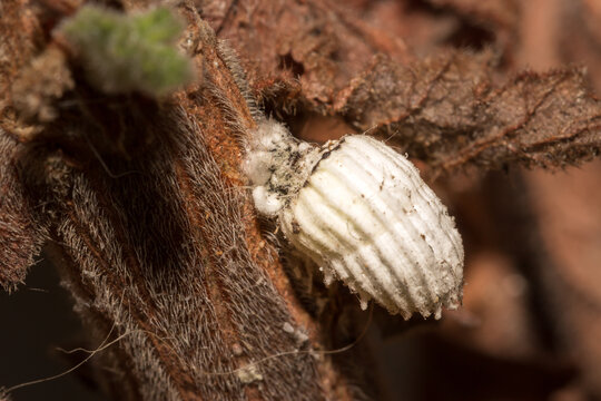 White cotton scale bug on a brown plant stem, Cape Town, South Africa