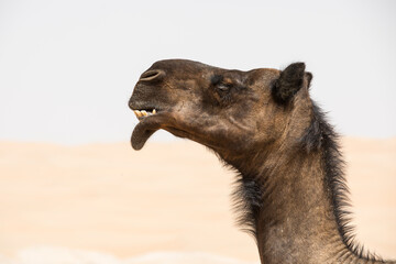 Portrait of a camel in the desert.