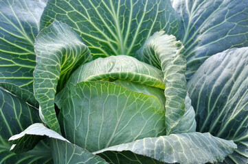 Fototapeta premium close-up of organically cultivated ripening cabbage in the vegetable garden