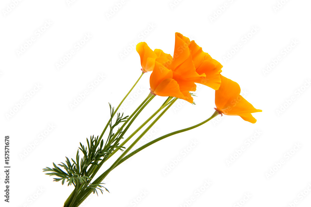 Sticker Californian poppy isolated