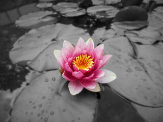 Colorful waterlily, B&W background